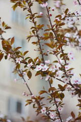 Branch of a blossoming cherry in the spring.