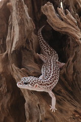 gecko