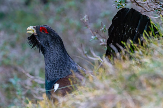 Capercaillie on the lek place