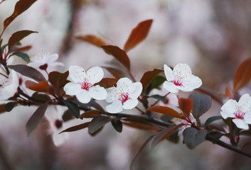 Branch of a blossoming cherry in the spring.