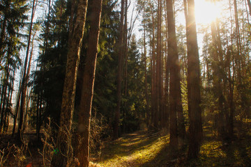 Obraz premium Spring in the forest, Belovezhskaya Pushcha National Park in Belarus and Poland - the oldest forest in Europe. Nature wakes up. Nature improves while people in coronavirus isolation.