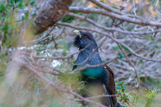 Capercaillie on the lek place