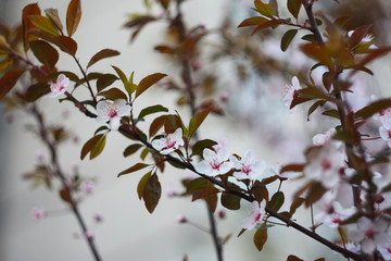 Branch of a blossoming cherry in the spring.