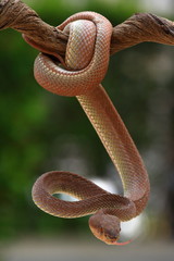 brown pit viper