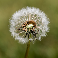  The seedhead of a dandelion flower