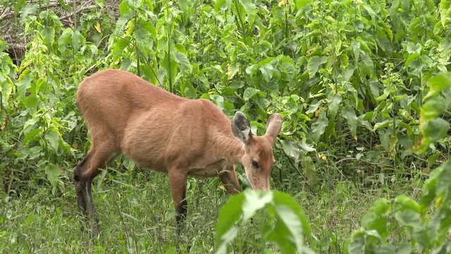 Marsh Deer (Blastocerus dichotomus) calmly grazing in the Pantanal wetlands ,Brazil