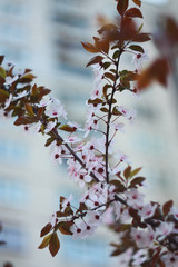 Branch of a blossoming cherry in the spring.