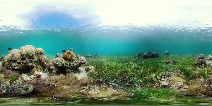360VR: Beautiful underwater world with coral reef and tropical fishes. Camiguin, Philippines.