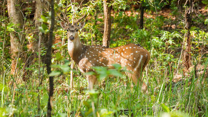 Naklejka na ściany i meble Spotted dear in the deep jungles of chhattisgarh india. wildlife in india, in the big group 