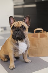 french bulldog, frenchie