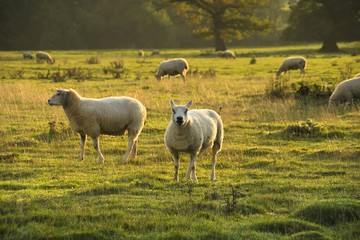 Obraz na płótnie Canvas Sheep in an English country meadow with low setting sun