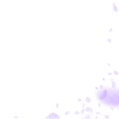 Violet flower petals falling down. Remarkable roma