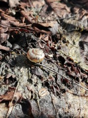 land with dry leaves and an empty snail in spring