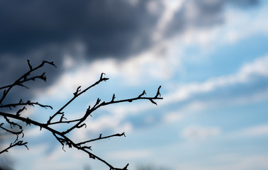 dead tree against blue sky