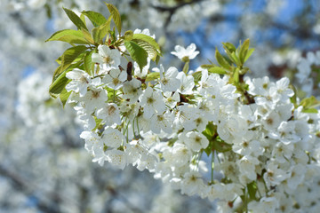 Beautiful spring cherry blossom. Sweet cherry in full blossom in spring. Spring background