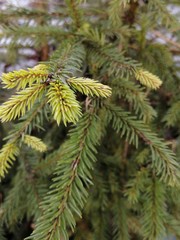 Fototapeta premium young shoots of spruce in the spring