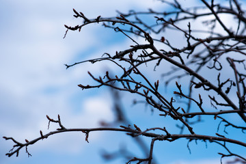 Fototapeta na wymiar branches of a tree against the sky