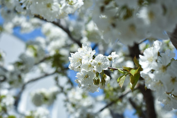 Beautiful spring cherry blossom. Sweet cherry in full blossom in spring. Spring background