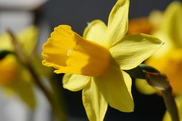 Closeup picture of a daffodil Easter bell blossom