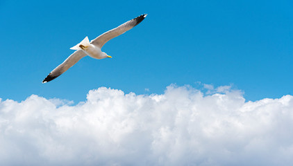Fototapeta na wymiar Seagull over white clouds in blue sky
