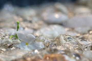 A white flower on a flood pebble