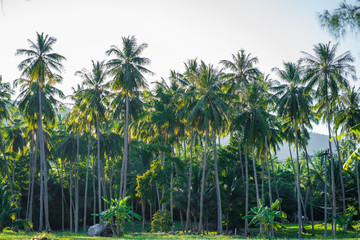 Obraz premium Palm trees against the sky. Tropical jungle