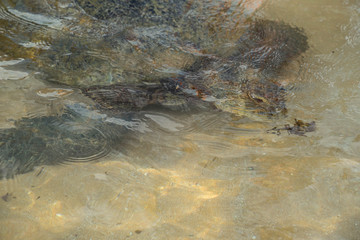 big turtle swims in water and eats algae
