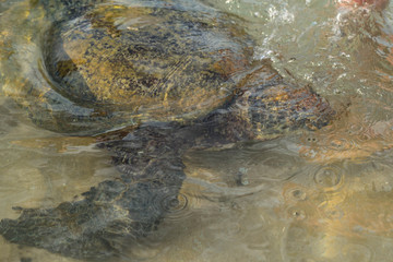 big turtle swims in water and eats algae