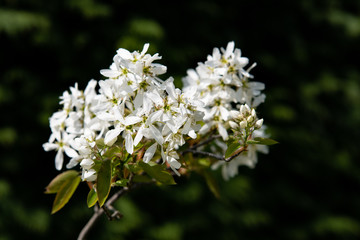 white amelanchier flowers
