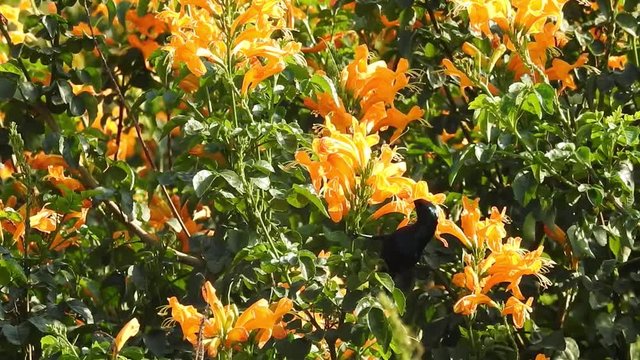 AUSTRALIA - CIRCA 2017 - Extreme close up of a crimson topaz gorget hummingbird hovering in slow motion.
