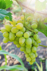 Bunch of white grapes on the vine with green leaves in garden.