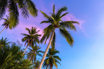 Obraz na płótnie Canvas Tropical palm trees against a blue-purple sunset sky. Sunset in the tropics