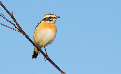 Whinchat, saxicola rubetra. The bird sits on a twig