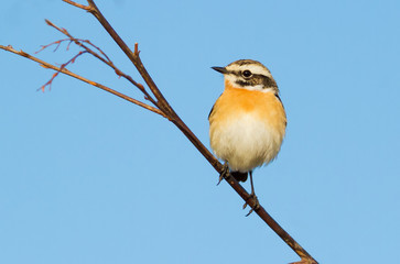 Whinchat, saxicola rubetra. The bird sits on a twig