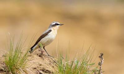 Wheatear, oenanthe. A bird sits in a sand quarry on a pile of sand