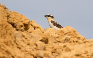 Wheatear, oenanthe. A bird sits in a sand quarry on a pile of sand