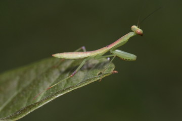 praying mantis