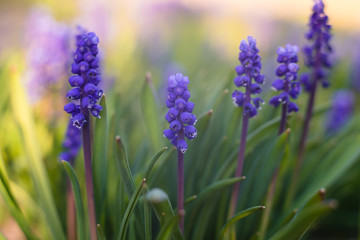 Fototapeta premium Muscari w wiosennym słońcu w ogrodzie. Piękne kwiaty ogrodowe. Kwitnące wiosną.
