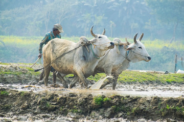 A indian farmer farming or cultivating his field with two white cows in muddy field in a sunny daylight
