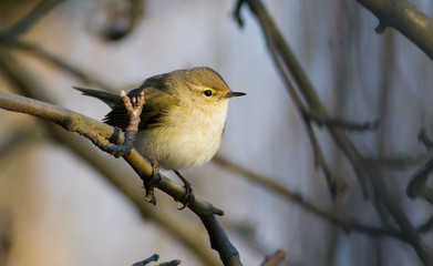European chiffchaff, phylloscopus collybitus. Bird close-up, sitting on a branch