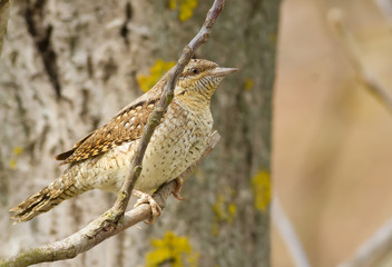 Wryneck, jynx. A bird sitting on a branch wary