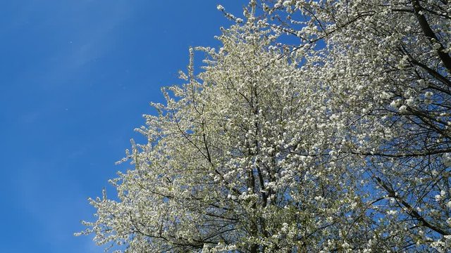 Cherry tree loses the petals in the wind, shot from below
