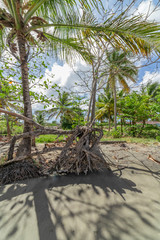Roots of a dry tree and coconut palms in Canash beach, Saint Vincent 