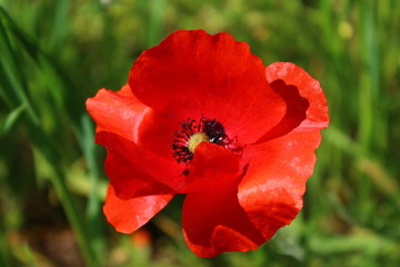 Obraz premium Papavero primaverile