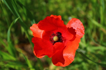 Fototapeta premium Mak wiosenny