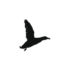 male andead flying with green head and raised wings, vector illustration