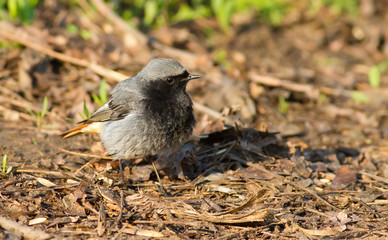 Black redstart, phoenicurus ochruros. Portrait of a male. In search of food