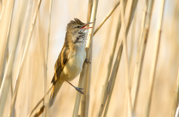 Great reed warbler, acrocephalus arundinaceus. Bird sings sitting on a reed