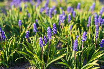 Muscari in the spring sunshine in the garden. Beautiful garden flowers. Spring blooming.