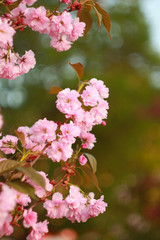 Branch of a blossoming sakura in the spring.